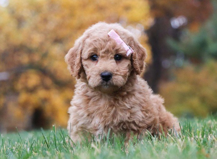 Goldendoodle Puppies Raleigh: The Perfect Family Companion for Loving Homes goldendoodle puppies Raleigh